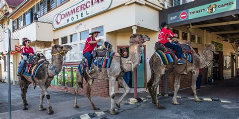 Nasser's Grand Cairo Carnival: A Fusion of Music, Laughter, and Unexpected Camel Races?!